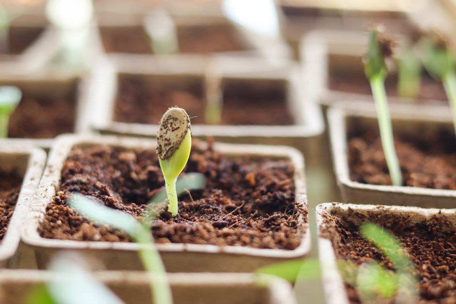 Close-up of a person's hands carefully potting a small green sapling in a minimalist pot, with bright, natural light in the background.
